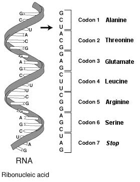 This image shows RNA-codon.png with annotations for the amino acids coded by the codons represented.