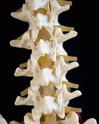 The image shows the bones in the spine.