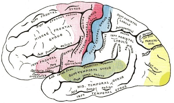 This illustration shows the anatomy of the brain with the auditory cortex highlighted in green.