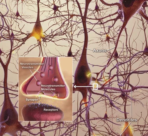 The image shows a diagram of neurons and an insert which shows how a synapse works.