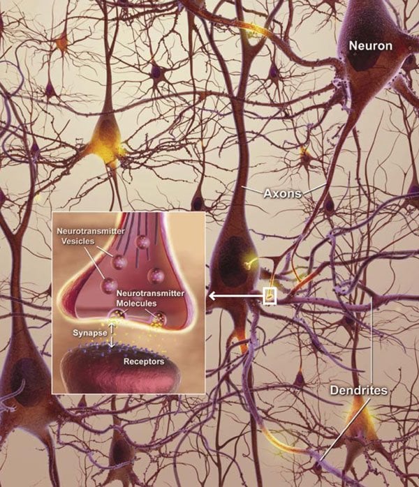 The image shows a diagram of neurons and an insert which shows how a synapse works.
