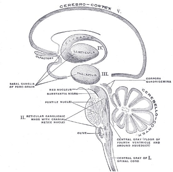This is a diagram of the cerebral cortex with the thalamus labeled.