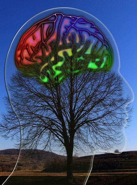 The image shows a brain attached to a tree in day time.