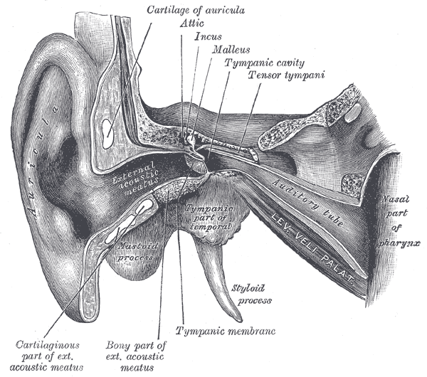 This is an anatomical diagram of the ear.