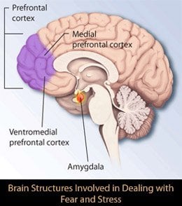 The image shows the brain structures associated with fear and stress in PTSD.