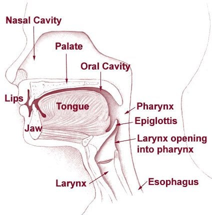 The diagram shows head and neck regions associated with cancer.