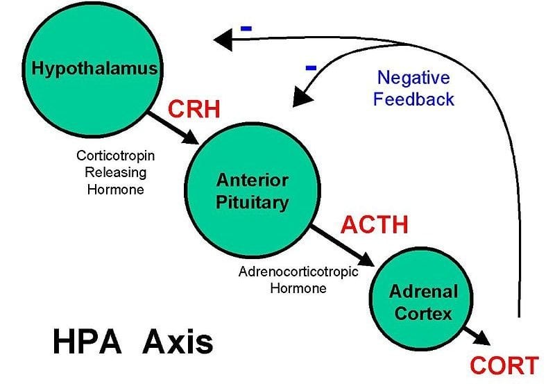 the diagram shows the hpa axis.
