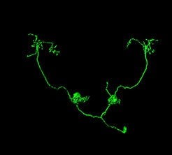 The image shows the projected neurons of the fruit fly. The caption best describes the image.