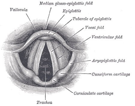 This is a diagram of the interior of the larynx anatomy.