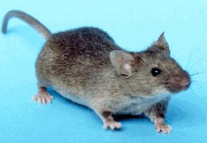 This is an image of a mouse.