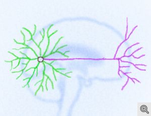 The image shows an illustration of a neuron. The caption best describes the image.