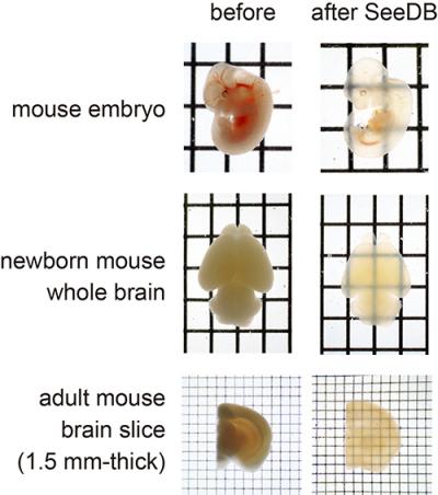 This image shows the mouse embryo and mouse brain before and after treatment with SeeDB.