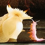 This is a photo of the sea slug used in this research, Pleurobranchaea californica.