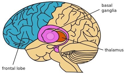 parts of the brain and their functions with thalamus