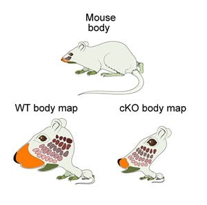 This image shows the sense receptor distribution in mice.