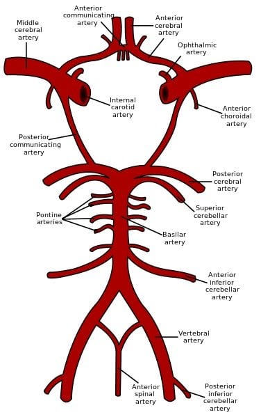 The image shows a schematic representation of the circle of Willis.