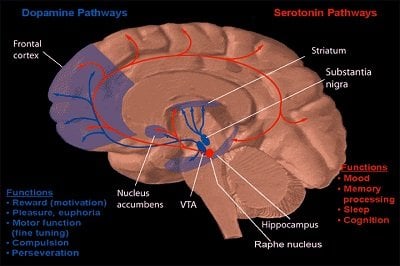 This image shows the serotonin pathway in the brain.