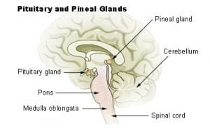 This diagram shows the location of the pineal gland in the brain.