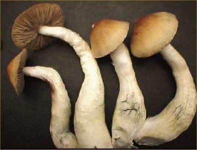 This is a psilocybe mushroom.