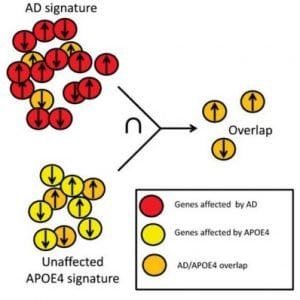 This is a schematic of the Alzheimer's gene expression.
