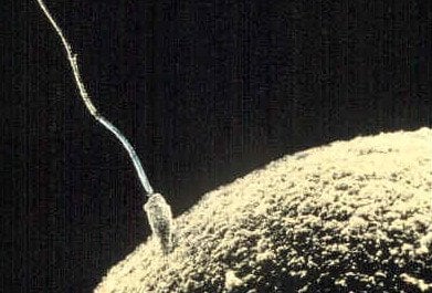 The image shows a sperm fertilizing and egg.