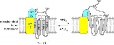 This image shows the structural alterations of the TIM23 channel. The caption best describes the image.