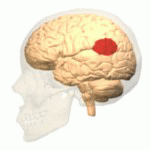 The image shows the location of the temporoparietal junction in the brain.