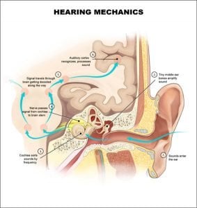 This is a diagram of the auditory system.