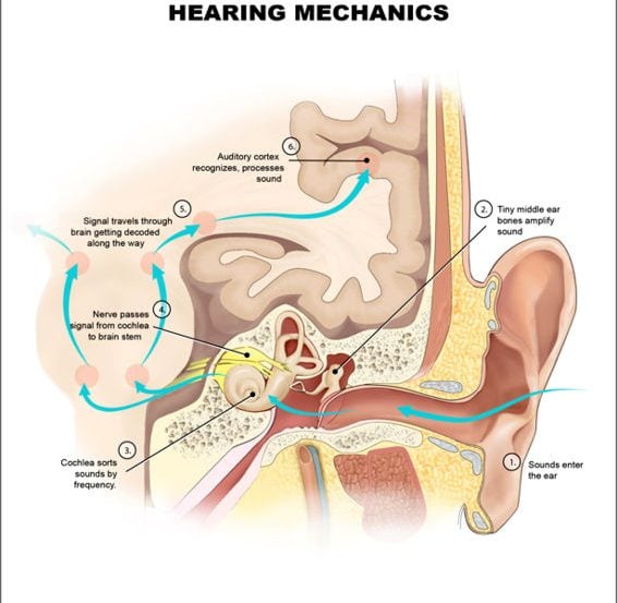 This is a diagram of the auditory system.