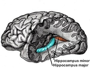 This diagram shows the location of the hippocampus in the brain.