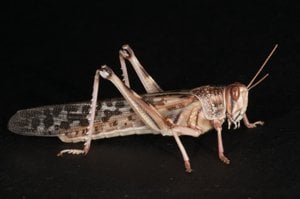This is an image of the locust used in the study.
