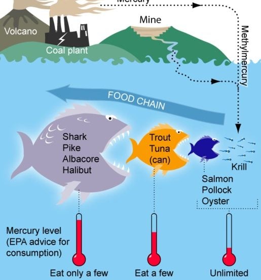 This figure shows some common sources of mercury, the conversion to toxic methylmercury and the outline of EPA consumption recommendations for certain types of fish based on mercury levels.