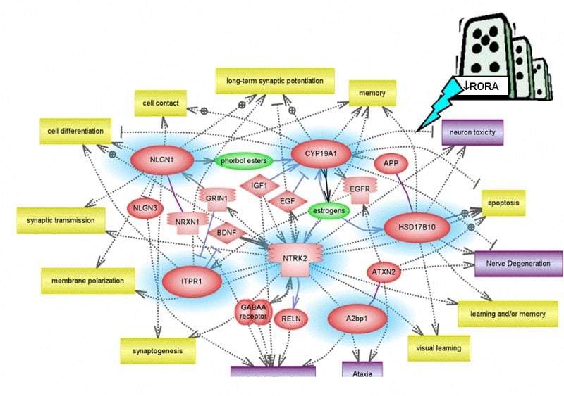 The image is a diagram showing RORA's role in autism.