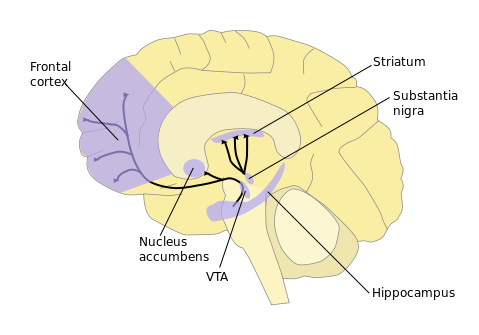 The image shows the dopamine pathway with the nucleus accumbens and frontal cortex highlighted.