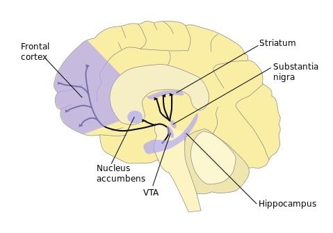 This is an image of the brain's striatum and prefrontal cortex.