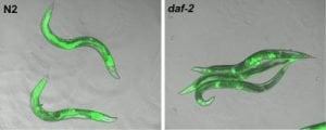 The image shows the DAF-2 mutants with decreased insulin/IGF-1 signalling. The caption best describes the image.
