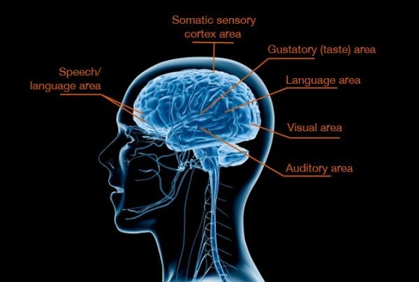 The image shows areas of the brain that can be affected by sensory processing disorders.