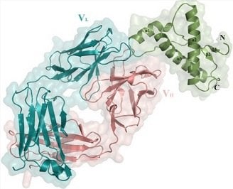 This is a 3-D image of a prion