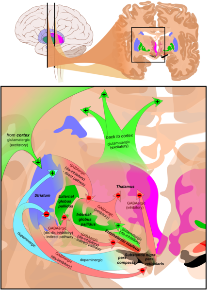 The image shows the pathways in the basal ganglia. The striatum is shown in a purple/blue color.