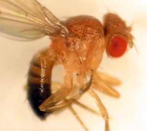 This is a drosophilla meloanogaster fruit fly.