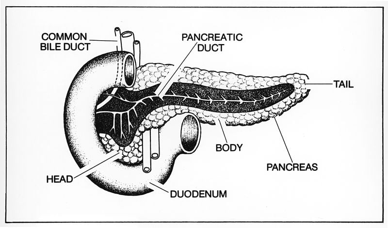 This is a diagram of the pancreas.