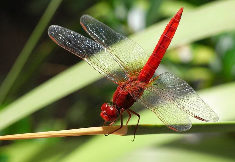 This image shows a Crocothemis erythraea dragonfly.