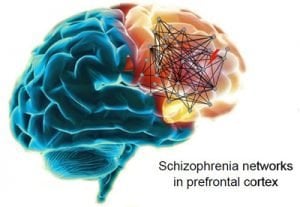 The image shows a representation of schizophrenia networks in the prefrontal cortex.