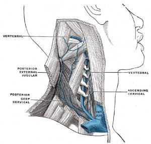 This is an image of the vertebral vein.