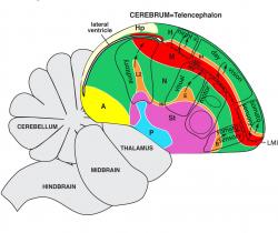 The image shows the revised map of the bird brain.