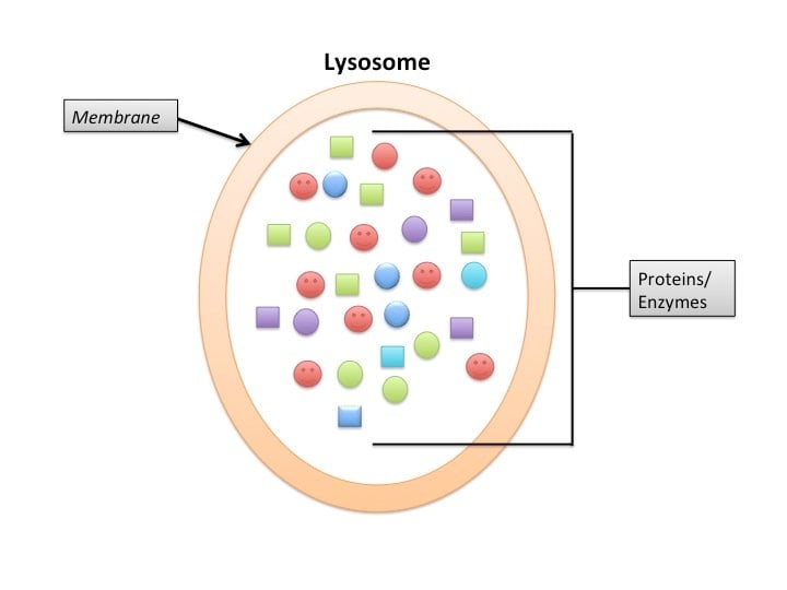 The image shows the structure of a lysosome.