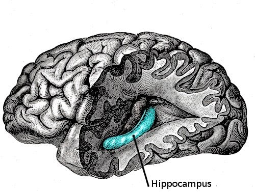 This image shows the location of the hippocapmus in the brain.