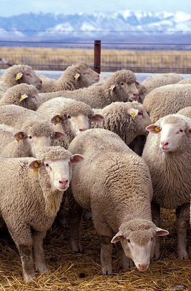 This image shows a flock of sheep.