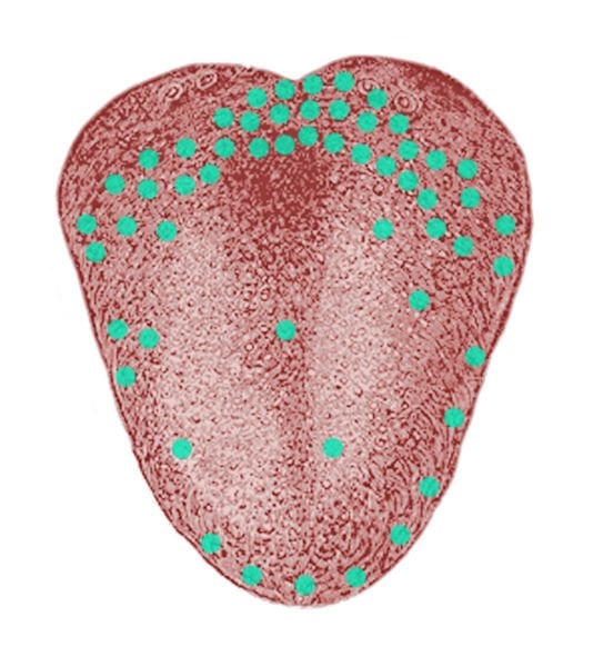 The image shows the taste buds for bitter taste on the tongue.