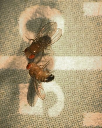 The image shows two fruit flies.